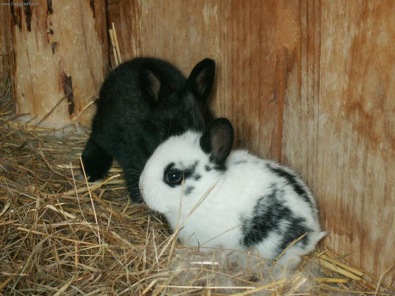 Foto: Kr�l�ci-P��r�stek do rodiny, Bob a Bobek