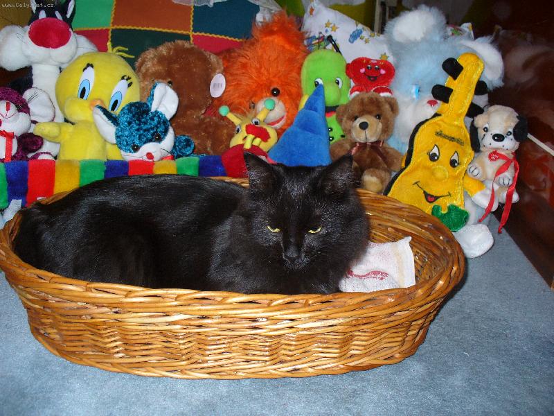 Foto: Mike�ek-Ochr�nci na�eho kocourka Mike�ka