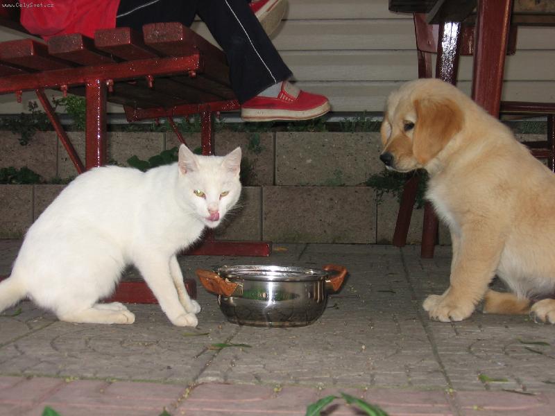 Foto: hromadn� ve�e�e-pes s ko�kou se ne v�dy rvou!