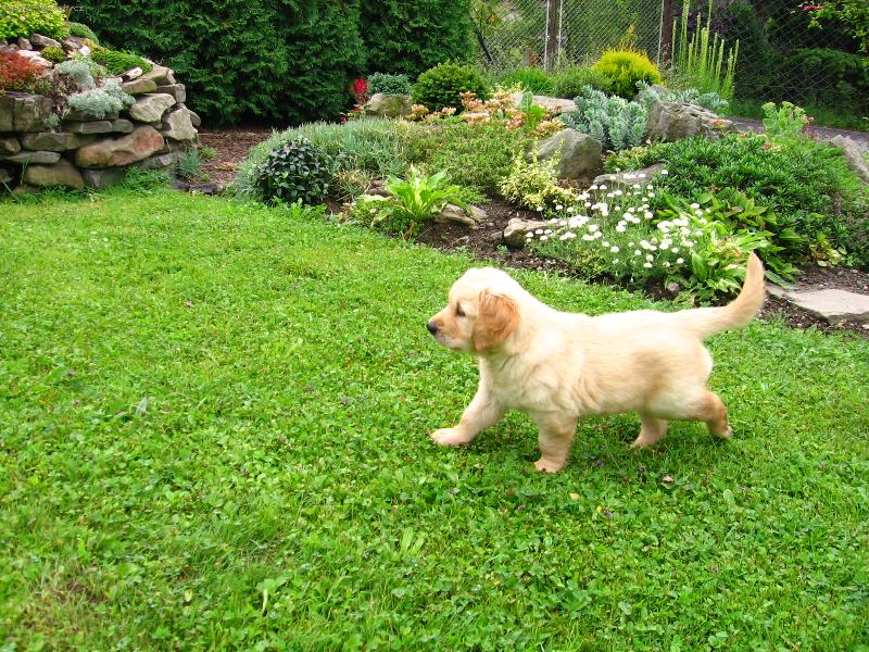 Foto: rann� proch�zka-mus�m zkontrolovat zahradu