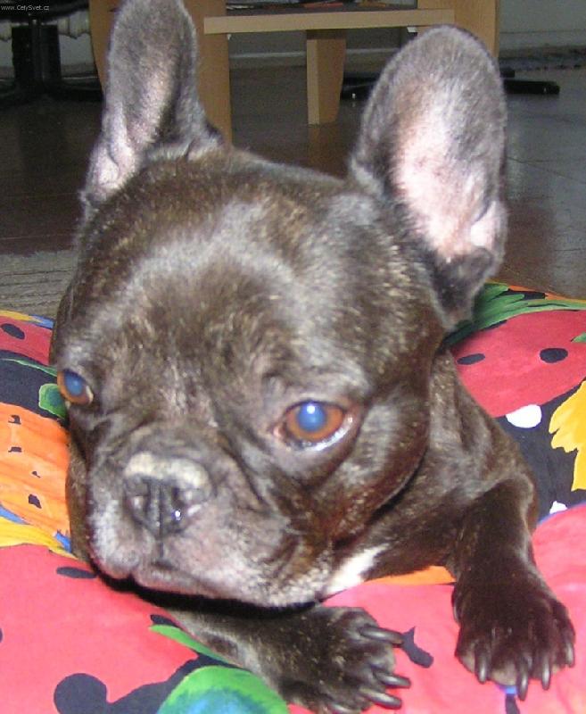 Foto: holka modrook�-�ibalka Aida