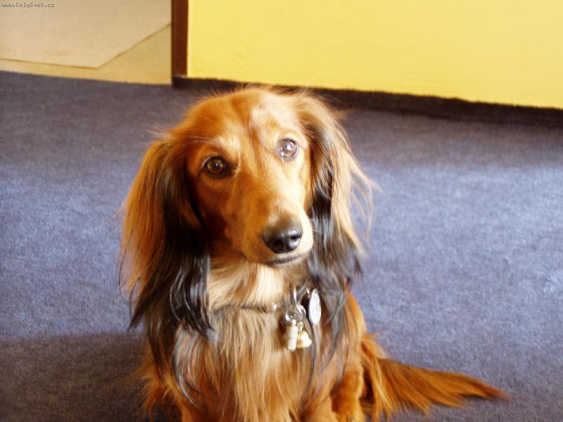 Foto: mazl��ek Ben��ek-j� nic,j� muzikant