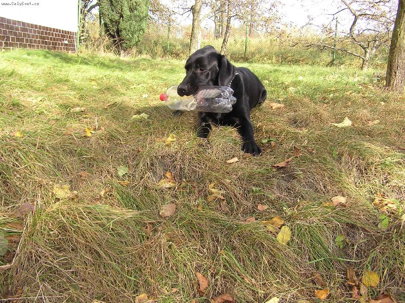 Foto: Podzimni radovanky-Nessie: "Neni nad dobre oslintanou a rozkousanou petku..."