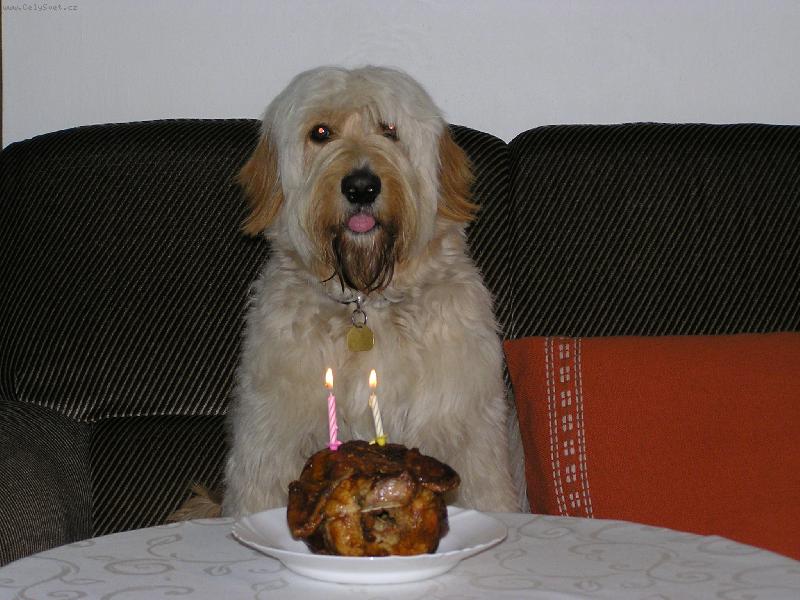 Foto: Mat�j-To jsem m�l 2 roky+cel� ku��tko k tomu