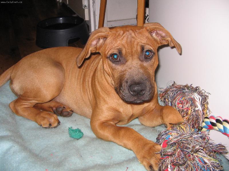 Foto: pittbul zabij�k-to je na�e Sheella