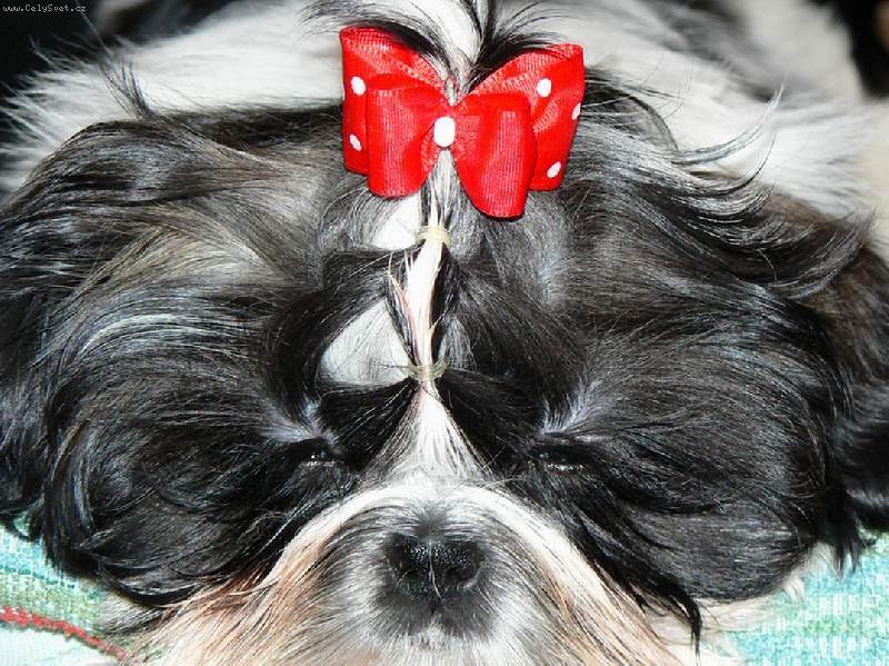 Foto: mali�k� kr�ska