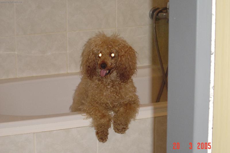 Foto: Be�ulka-Ben��ek, m� l�ska,kter� bohu�el u� nen� mezi n�mi.