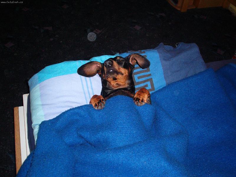 Foto: neru�it, odpo��v�!-.....�um��ek odpo��v�:)