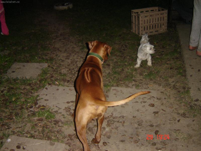 Foto: Didier Fontanesia-boj s k�mo�em Tazmanem