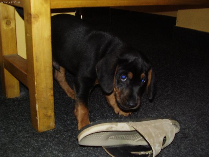 Foto: Ricky-trha� pantofl�