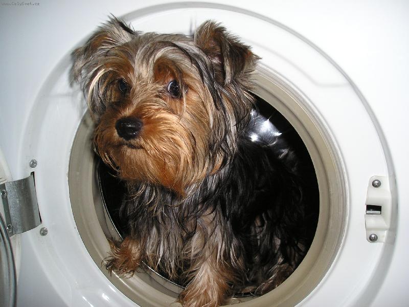 Foto: V pra�ce-Tady se chce n�kdo poto�it!!!