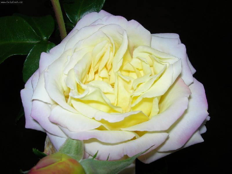 Foto: R��e-R��e od mil��ka