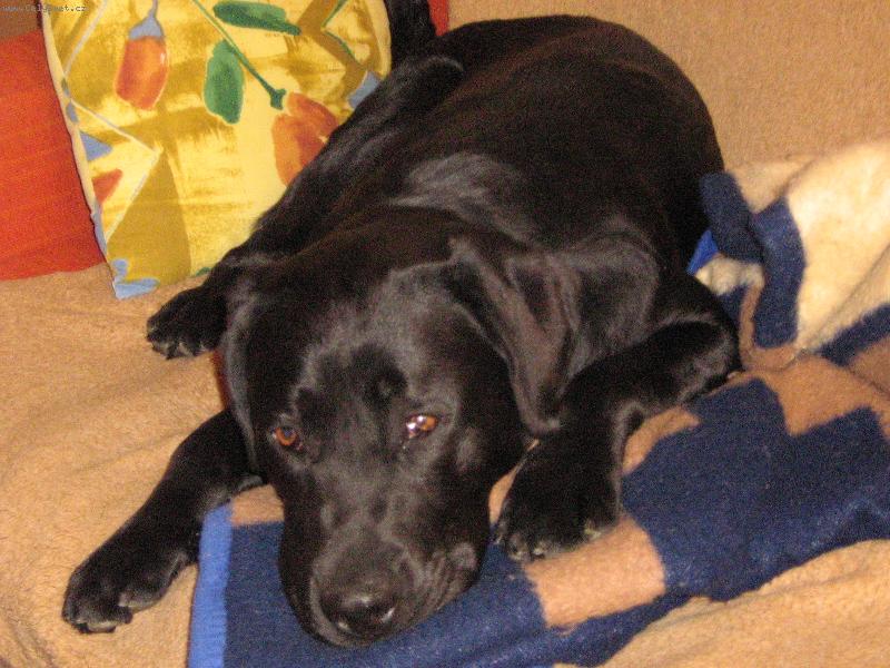 Foto: Nechte m� spinkat...-Odpo�inek po n�ro�n�m dni...