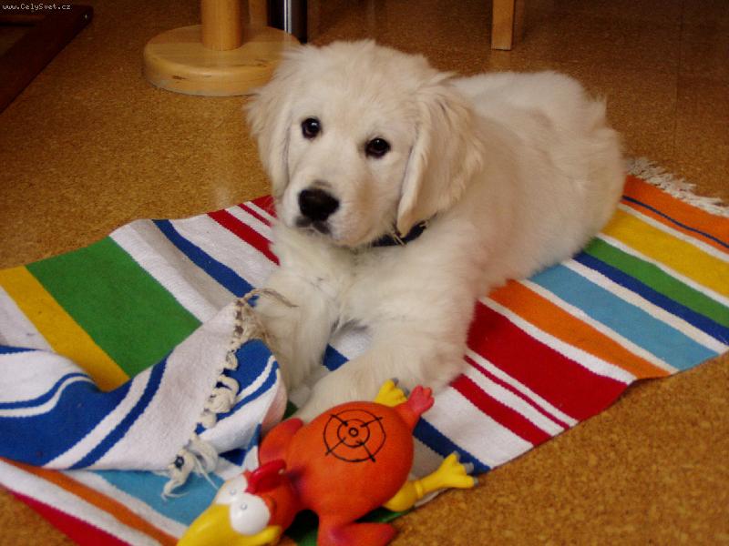 Foto: nov� p��r�stek