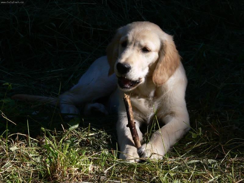 Foto: Lucky boy-klacek je nejlep�� hra�ka :o)
