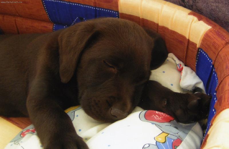 Foto: Budd���k-no kone�n� po��dnej pol�t���ek :-)