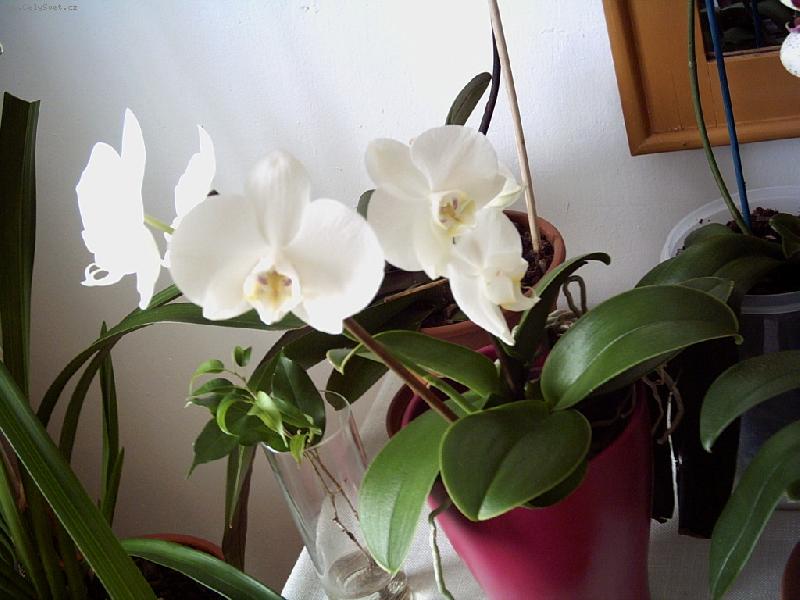 Foto: B�l� orchidej