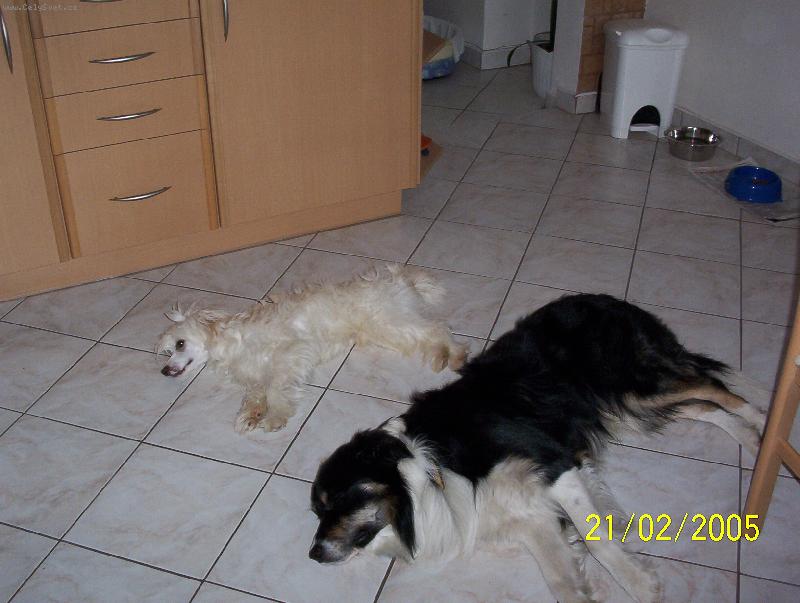 Foto: neru�it odpo��v�me-Dusty-border kolie,Bergamo-��nsk� chocholat�