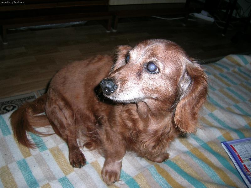 Foto: Jsem prost� andilek