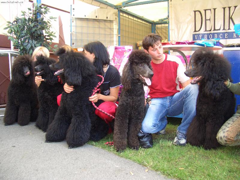 Foto: Cel� moje ps� rodina-Fanou�kova rodina