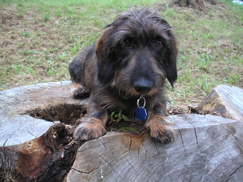 Foto: Brok na p�ehrad�