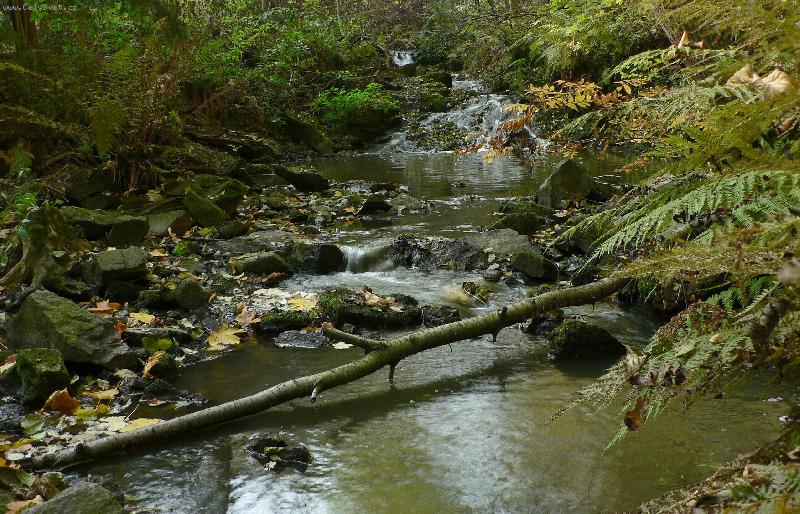 Foto: Podzim tr�ku jinak