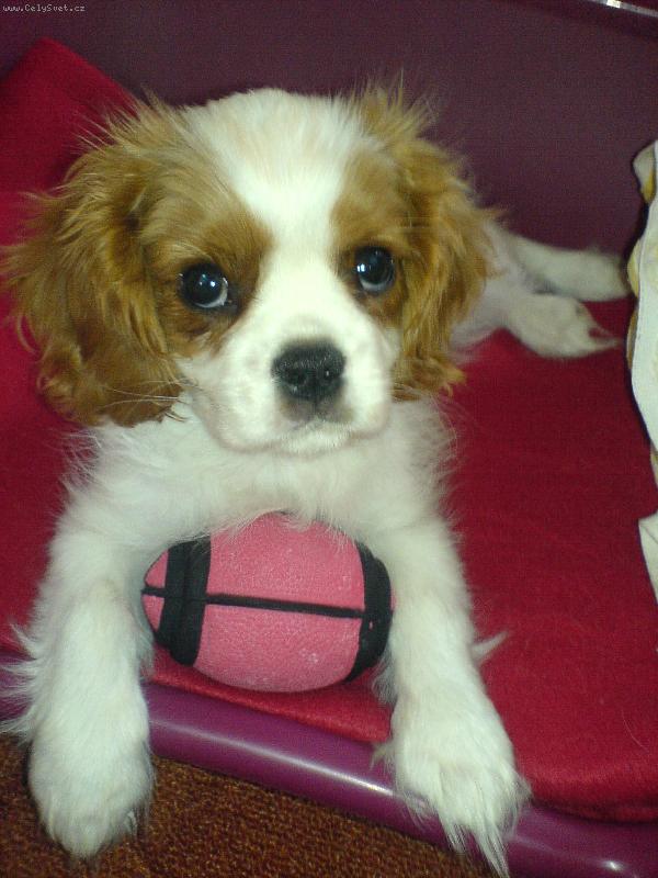 Foto: P�zuji r�da-To jsem, ale hodn�:-)