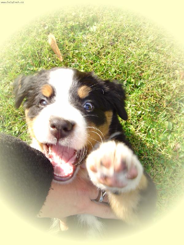 Foto: pusinka p�i h�e