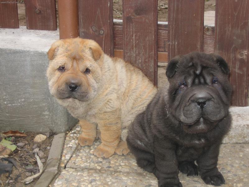 Foto: na�e �t���tka-takhle kr�sn� �ek�me, a� si pro n�s p�ijde p�n��ek