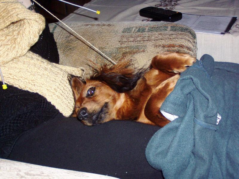 Foto: Sladk� sp�nek-nejl�pe se sp� v m�mim� pleten�