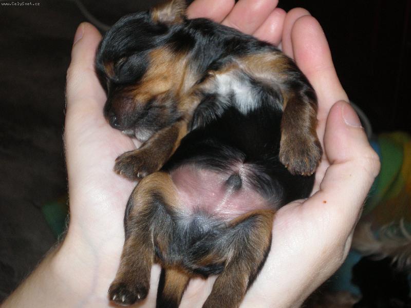 Foto: S�rinka a miminka-...to je pohodi�ka!