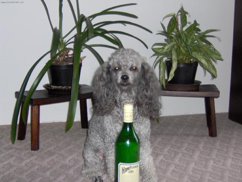 Foto: terezka p�iopit�-mimi moje zlat��ko