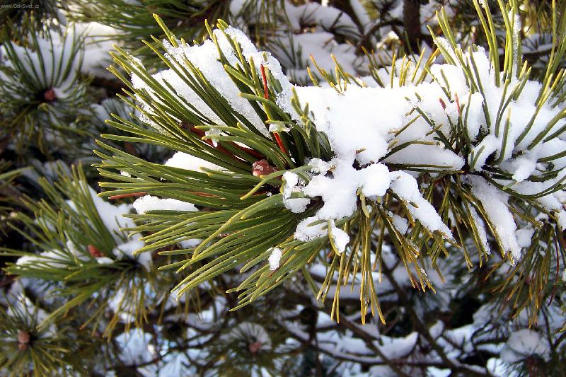 Foto: Zimn� v�tvi�ka