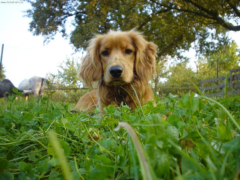 Foto: Toby-J� tu hl�d�m kon�,k�a!