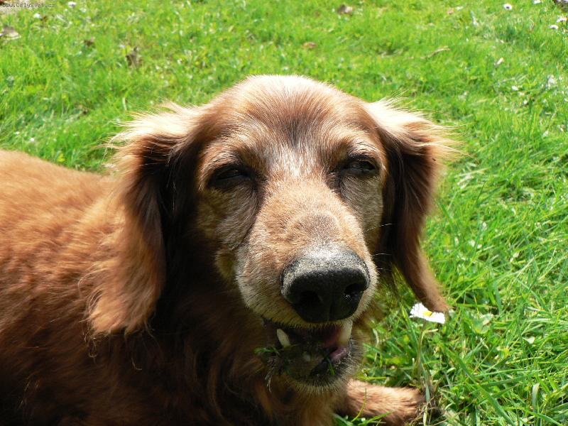 Foto: Pedro na zahr�dce