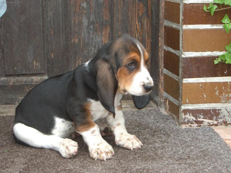 Foto: Baset-M�j Baset