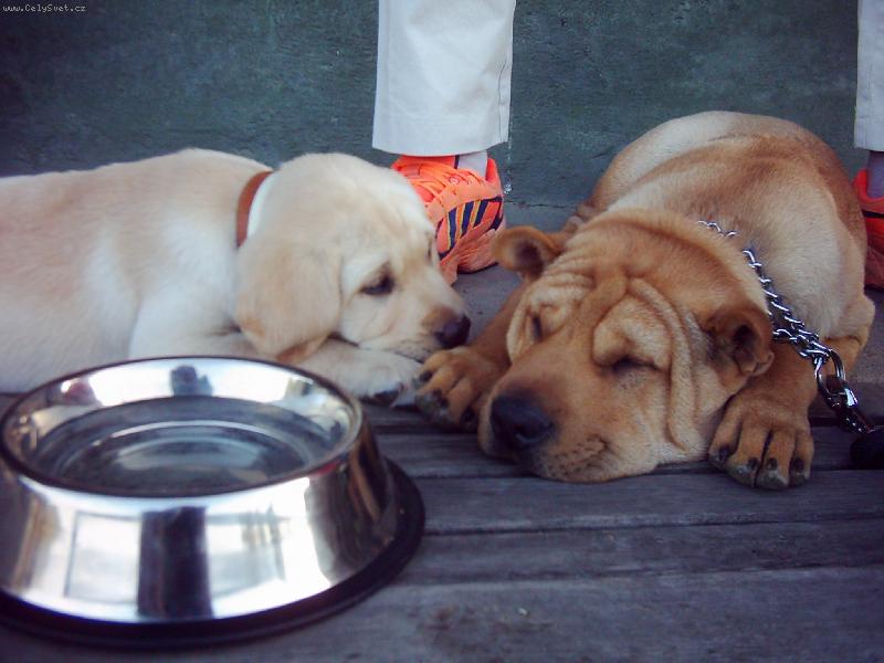 Foto: s br�chou �arpejem....ten fotbal je v�n� nudnej