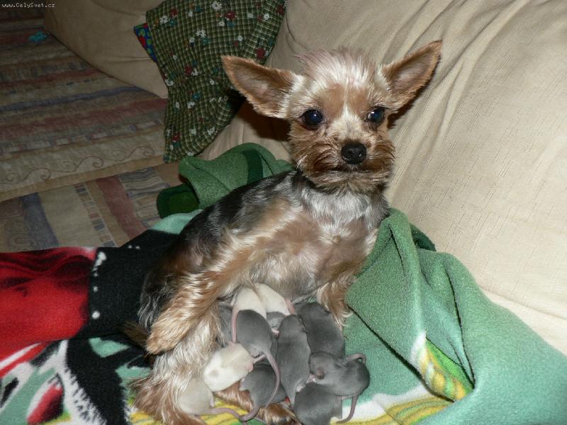 Foto: Starostliv� "teta"-takhle se jork��r star� o mal� potk�nky