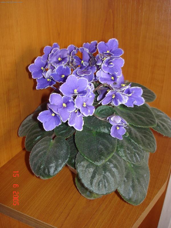 Foto: Africk� fialka-Africk� fialka