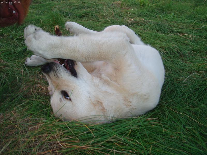 Foto: to je maka�ka co?-Ron��ek