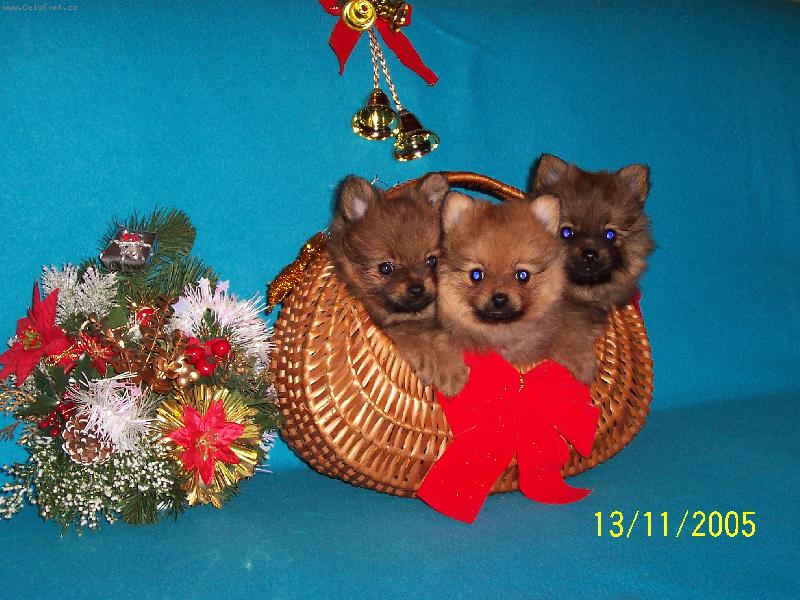 Foto: V�no�n� �t��ata z Nov�ho Alborgu-To jsme kr�sn� d�re�ci co?!