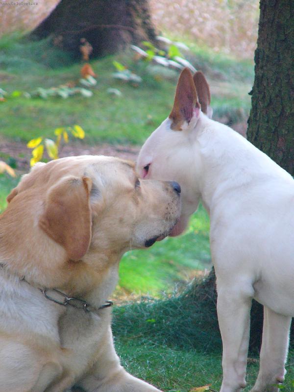 Foto: Iggy a jeho kamar�d