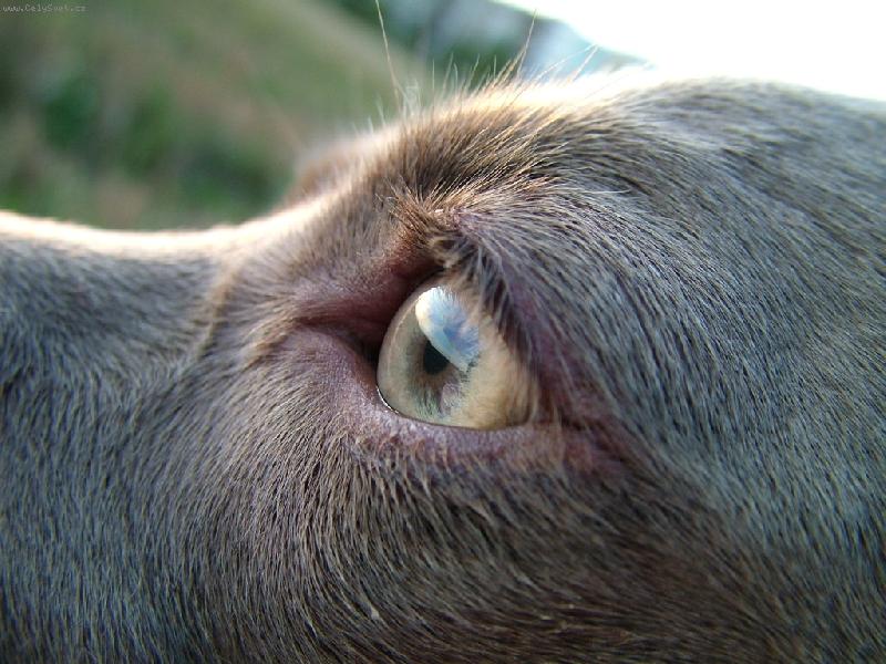 Foto: Ambra od Voka�ovsk�ho rybn�ka