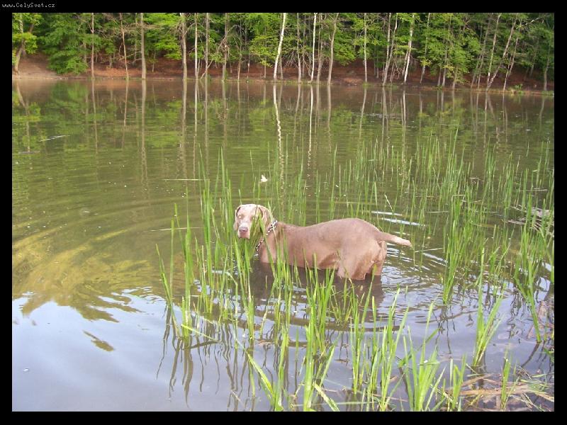 Foto: Ambra od Voka�ovsk�ho rybn�ka
