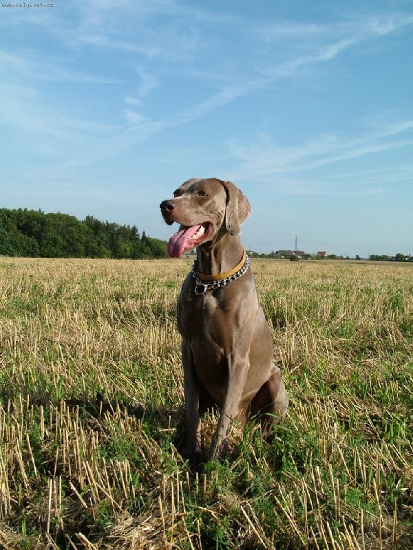 Foto: Ambra od Voka�ovsk�ho rybn�ka