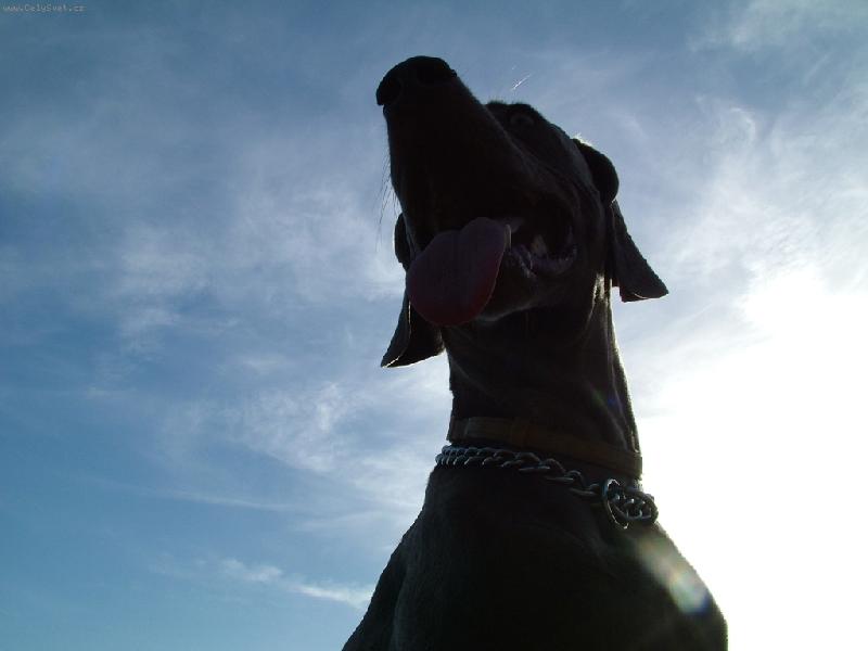 Foto: Ambra od Voka�ovsk�ho rybn�ka