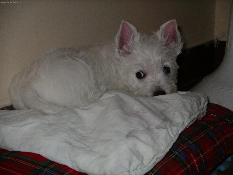 Foto: Ajaj,zas pr��vich-zase jsem n�co provedl.Rad�i vyklidim pole