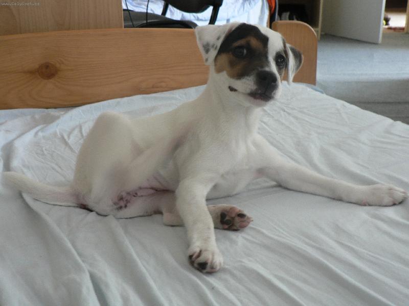 Foto: FATTY HOP TROP-Tak jakou lump�rnu te� provedu ?