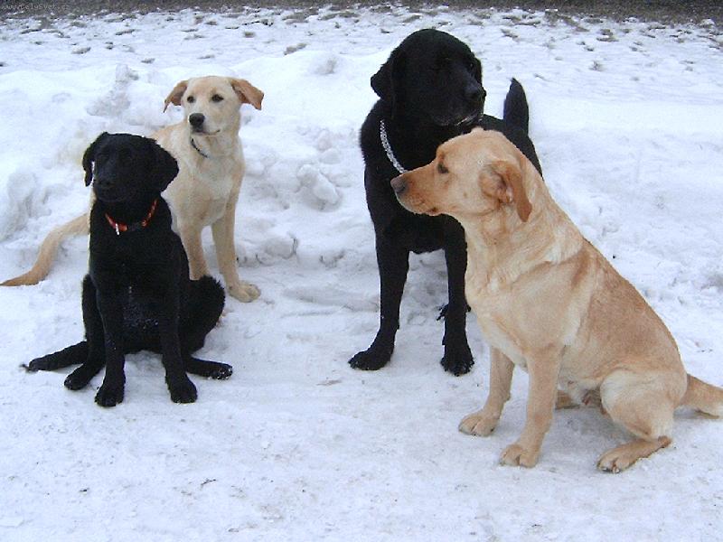 Foto: Takov� norm�ln� LAB-rodinka-tak to jsme my