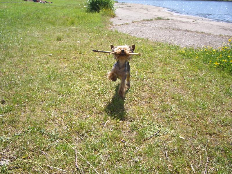 Foto: To jsem ale na�el klac�k ...-Hled�n� klac�ku, aportov�n�